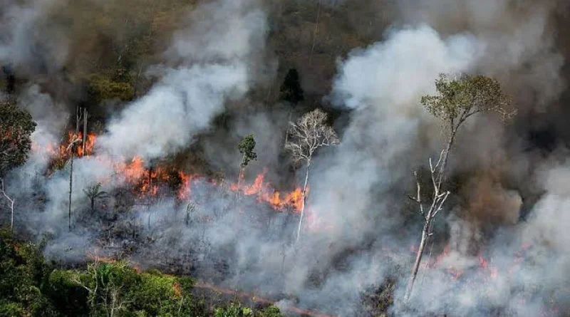 BRIN Kaji Pembakaran Terkontrol Untuk Kendalikan Kebakaran Hutan
